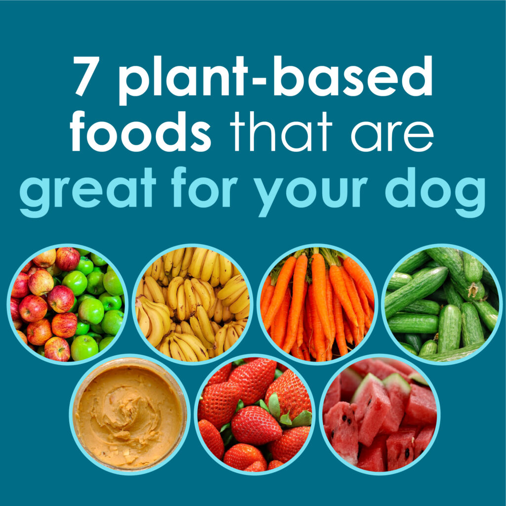 7 plant based foods that are good for your dog