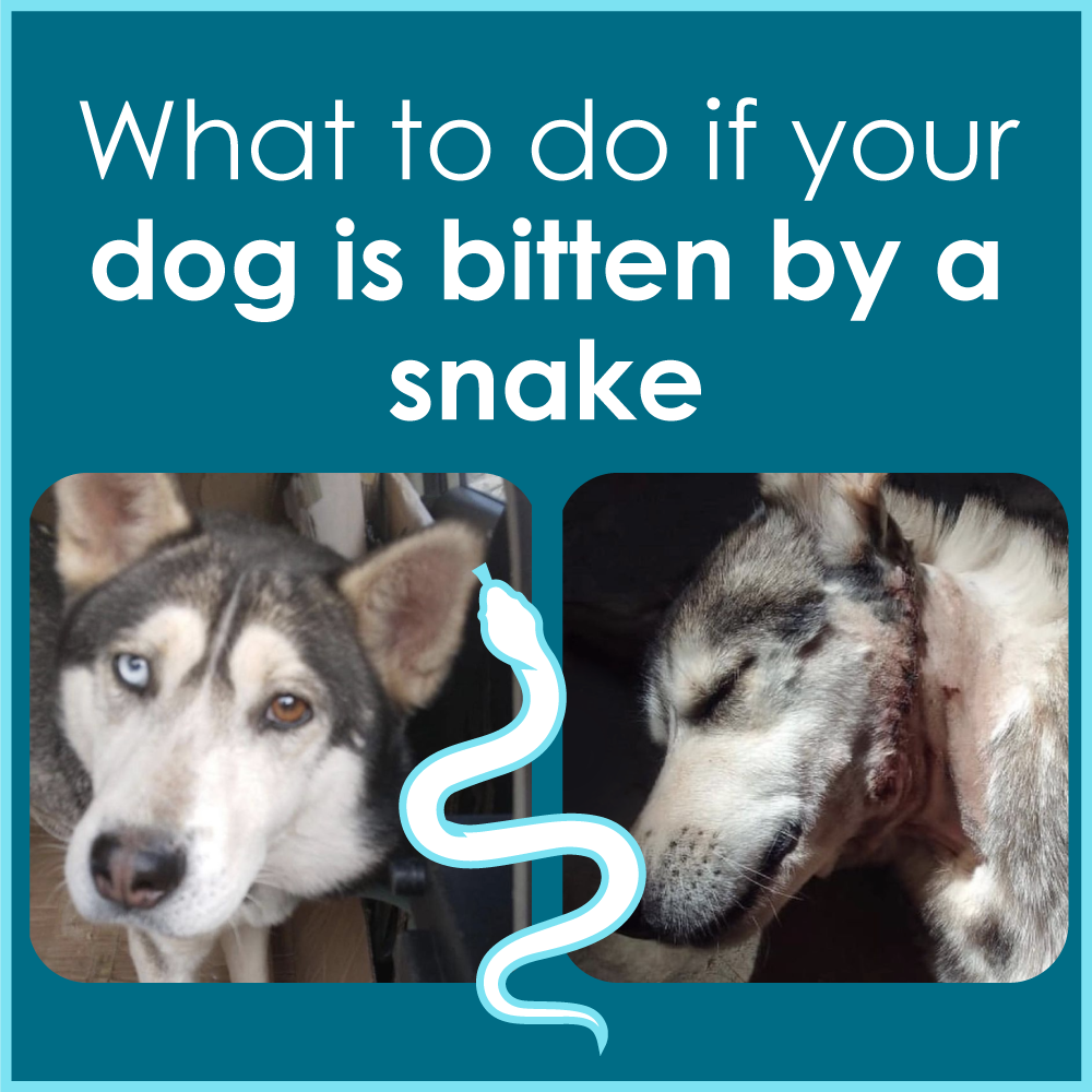 What to do if your dog is bitten by a snake