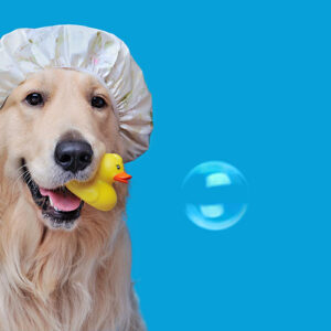 Dog Grooming